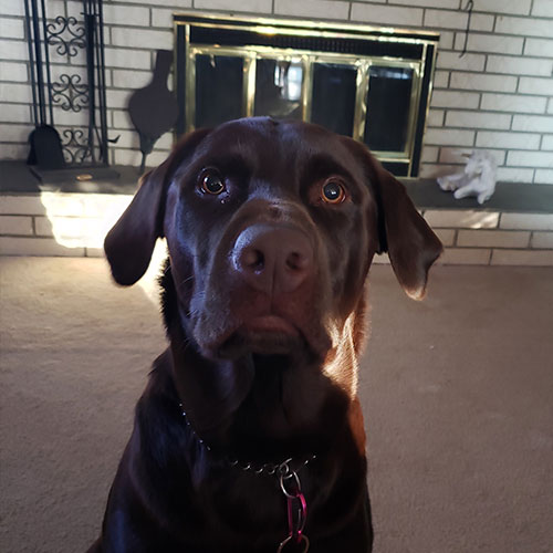 Knox the chocolate lab